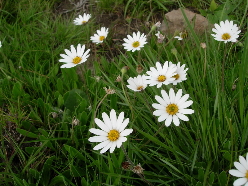 daisybushes